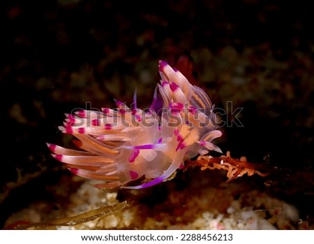 Underwater macro photo of nudibranch and egg mass with black background. Puerto Galera Philippines