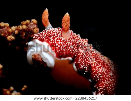 Underwater macro photo of red and white spotted Goniobranchus sp. Nudibranch feeding on coral. Pemuteran, Indonesia