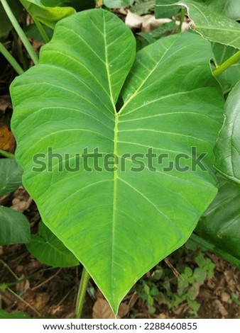 a fresh green taro leaf grows wild in front of the house in a cool atmosphere