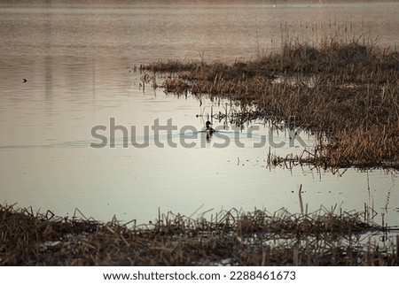 A duck is roaming in the lake during sunset