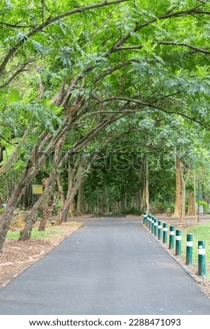 a straight path around which fresh trees grow
