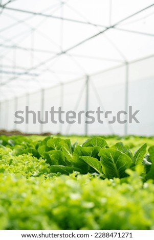 Pictures of hydroponic vegetable gardens, organic vegetables, healthy vegetables, useful varieties to choose from, start business ideas.