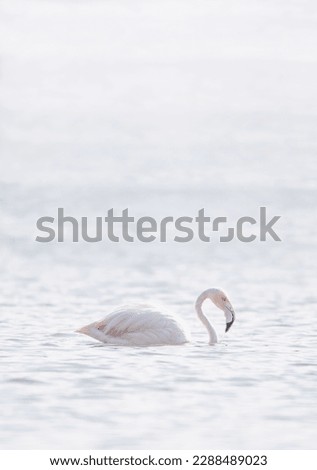 A majestic flamingo stands tall in deep water, its elegant pink feathers contrasting with the surrounding water. The flamingo appears confident and poised, as if it belongs in this aquatic environment