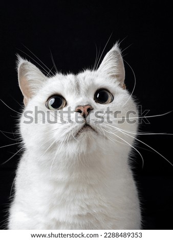Indoor photography closeup shot of white cat with black clean background, super high definition
