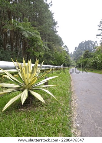 Rural road, green mountain road in tropical forest, Kamojang, West Java. Indonesia.