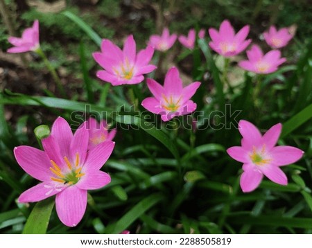 Pink flower known as rain lily or also called Zephyranthes rosea when it blooms in the morning Royalty-Free Stock Photo #2288505819