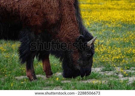 American bison grazing in a spring meadow. Wild animal close-up
