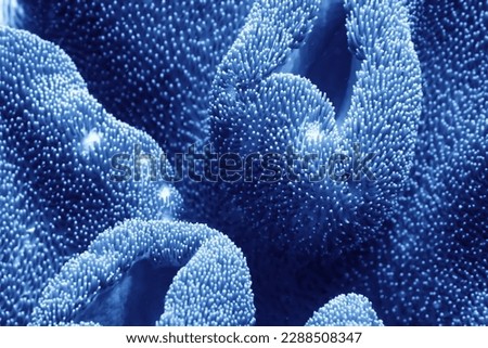 coral texture underwater background reef abstract sea Royalty-Free Stock Photo #2288508347