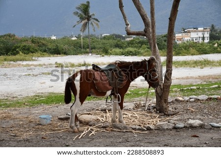 Horse tied to a tree on the coast with a palm tree in Xincheng, Taiwan