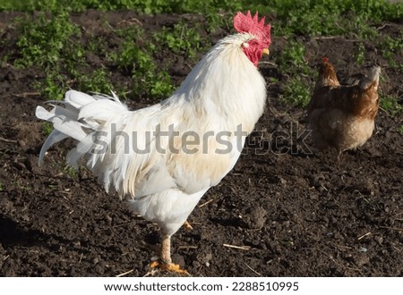 Free Range Chicken at California Golden Hour Roaming the Green Acres of the Countryside stock photo