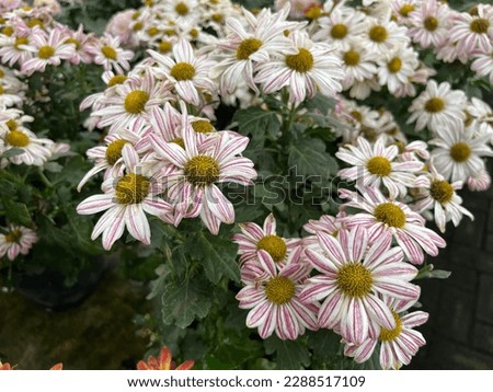Chrysanthemum flower is one of the favorite flowers. The flowers are not only beautiful, but also superior to various colors. Chrysanthemum has a distinctive aroma so it is usually added to tea.