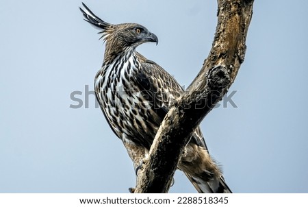 Changeable hawk eagle beautiful looks in tree