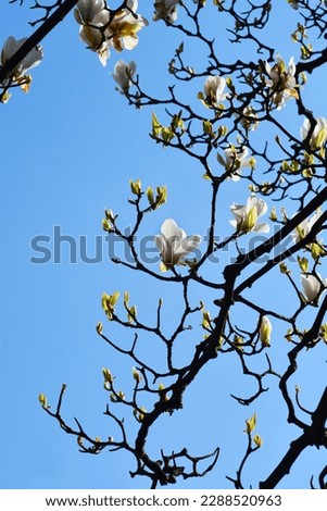 Magnolia branches with flowers against blue sky - Latin name - Magnolia x soulangeana