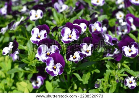 Horned violet White and Purple flowers - Latin name - Viola cornuta