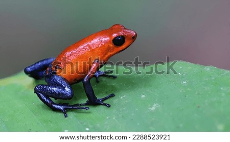 Strawberry poison-dart frog on a green leaf, Costa Rica Royalty-Free Stock Photo #2288523921