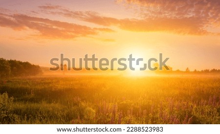 Sunrise on a field covered with flowering lupines in spring or early summer season with fog, cloudy sky and trees on a background in morning. Landscape. Royalty-Free Stock Photo #2288523983