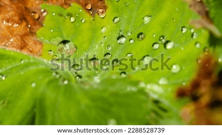 detail of a green and brown plant leaf with water drops