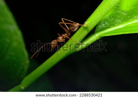 Rangrang or Red Ants was made a nest 