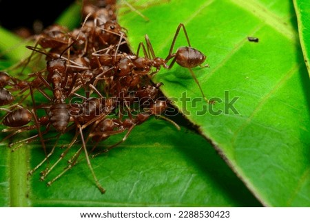 Rangrang or Red Ants was made a nest 