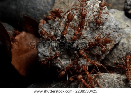 A Group of Red Ants or Rangrang
