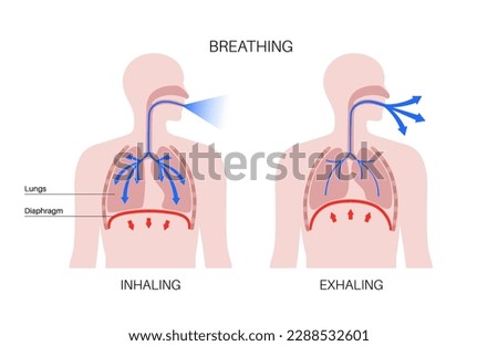Breathing process concept. Respiration system scheme. Diaphragm anatomical poster. Inhalation in the human body. Male silhouette with chest, trachea, ribs and lungs flat vector medical illustration. Royalty-Free Stock Photo #2288532601