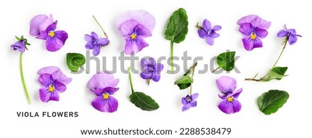 Viola pansy flower set. Violet spring flowers and leaves collection isolated on white background. Creative layout. Floral design element. Springtime and easter concept. Top view, flat lay 
