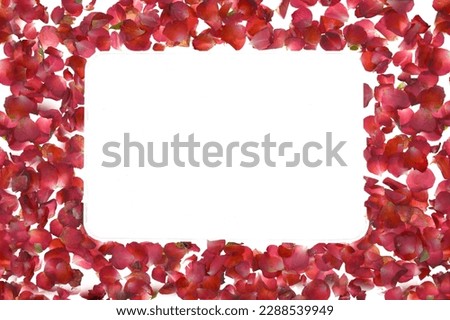 red rose petals frame isolated on white