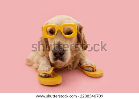 Portrait puppy dog summer. Golden retriever wearing yellow sunglasses and flip flops liyng down. Isolated on pink pastel background Royalty-Free Stock Photo #2288540709