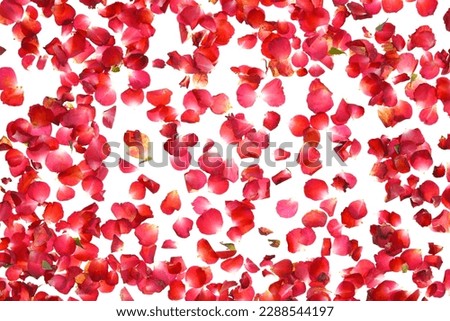close-up of red rose petals isolated on white background