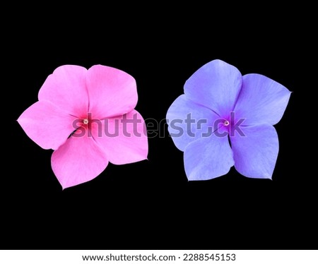 Madagascar periwinkle or Vinca or Old maid or Cayenne jasmine or Rose periwinkle flowers. Collection of small pink-purple flowers isolated on black background.