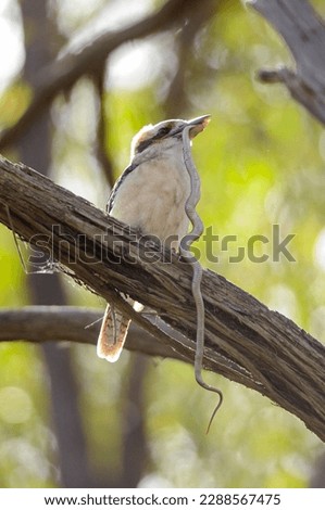 A Kookaburra eats a snake in Victoria, Australia