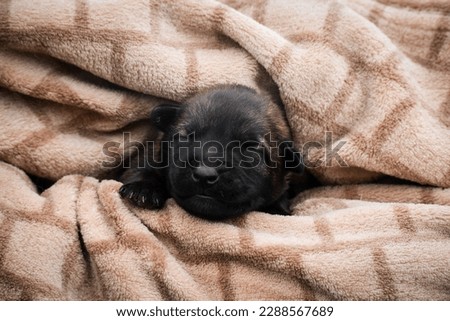 small lovely puppy of german shepherd belgian shepherd malinois Royalty-Free Stock Photo #2288567689