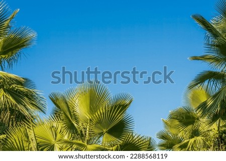 Palm tops in bright sunlight against a cloudless blue sky, minimalistic beautiful tropical background, natural color and sunlight, copy space