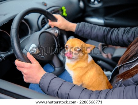 Chihuahua dog sits in the car in the hands of the owner