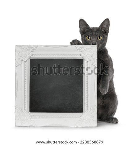 Cute young Korat cat, sitting behind with blackboard filled white picture frame. Looking towards camera. Isolated on a white background.