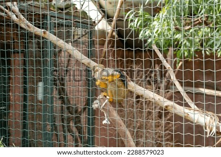 Squirrel monkeys on the fence in a Greece zoo.
