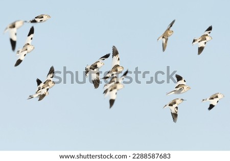 Snow buntings (Plectrophenax nivalis) flying in early spring. Royalty-Free Stock Photo #2288587683