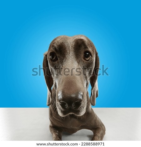 Amusing fluffy friend. Portrait of funny dog Weimaraner with brown fur looking at camera over blue studio background. Dog after grooming. Close up. Friend, love, care and animal health concept