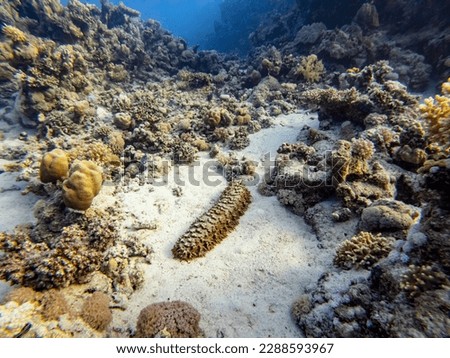 Underwater scene with a Thelenota ananas, pineapple sea cucumber in coral reef sand of the Red Sea
