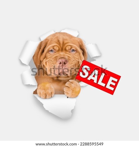 Serious Mastiff puppy looking through a hole in white paper and shows signboard with labeled "sale".