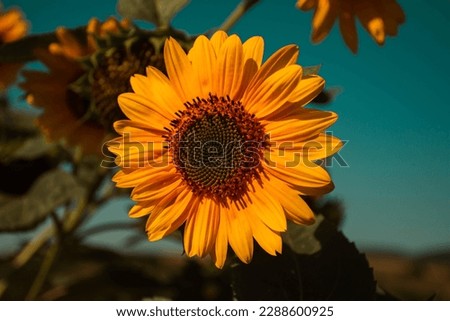 Closeup picture about a sunflower sunbathing in a hot summer day