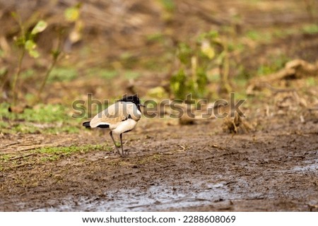 Near threatned bird river lapwing or Vanellus duvaucelii bird closeup or portrait at dhikala zone of jim corbett national park or forest reserve uttarakhand india