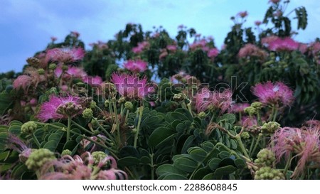 The picture shows Calliandra harrisii flower. 