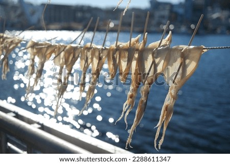 Dry the squid in the sea breeze Royalty-Free Stock Photo #2288611347