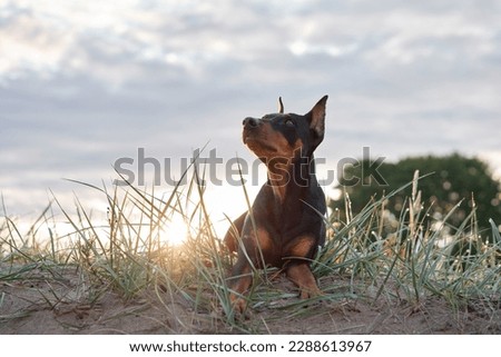 dog in nature. German standard Pinscher lies in the grass. Walking with a pet outdoors Royalty-Free Stock Photo #2288613967