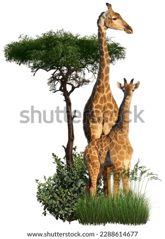 png sticker with giraffe family, wild animals, giraffe, baby giraffe, savannah, Africa, African giraffes, nature, endangered species, spotted, green, giraffes stand in the bushes, presentation picture