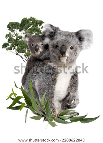 png sticker with koala family, wild animals, koala, baby koala, eucalyptus, Australia, Australian koalas, nature, endangered species, koala bear, koalas sitting in eucalyptus, picture for presentation