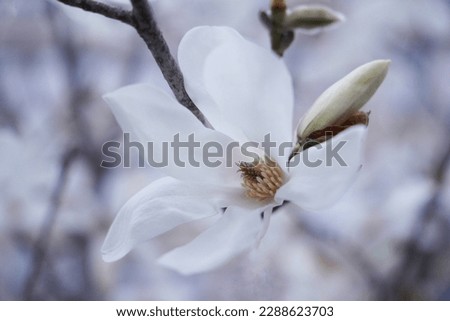 Magnolia kobus tree, white. Magnolia kobus, known as mokryeon, kobus magnolia,or kobushi magnolia, is a species of Magnolia native to Japan (Kyushu, Honshu, and Hokkaido) and Korea