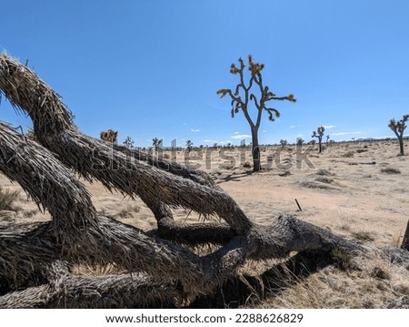 Fallen Joshua Tree with desert background
