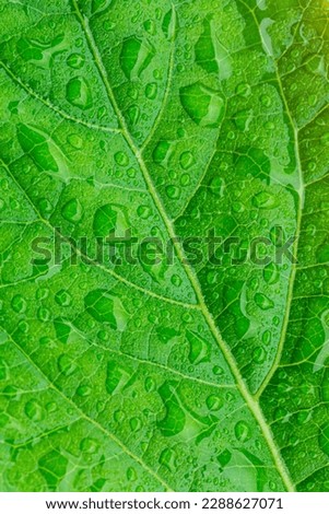 Macro leaves and water drops,Beautiful green leaf texture with drops of water,Close up photo of water drops on a green leaf